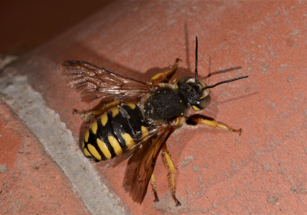 Apidae Megachilinae: Anthidium cfr. florentinum